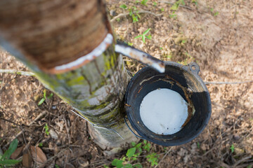 Tapping sap from the rubber tree