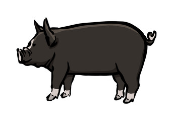 黒豚の手書きイラスト
