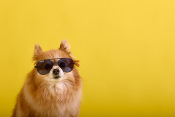 Little ginger dog advertises fashionable modern sunglasses. On a yellow background, a model of an animal dog of the spitz breed in glasses poses close-up