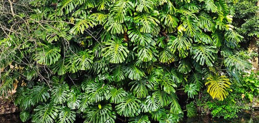 green plantss on the wall