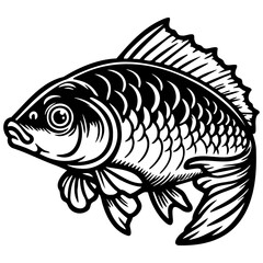 Carp Fish Illustration.