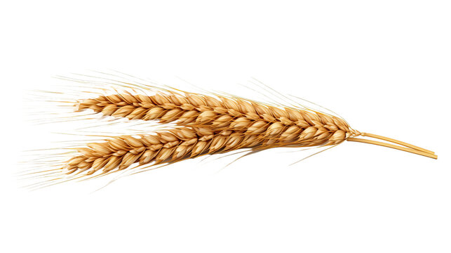 An ear of wheat isolated on transparent or white background