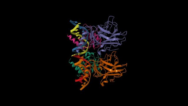 Structure of p73 DNA binding domain complex with 12 bp DNA. Animated 3D cartoon and Gaussian surface models, chain id color scheme,  PDB 4guo, black background