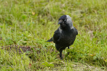 Jackdaw