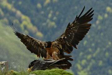 Fototapeta premium quebrantahuesos en el pirineo aragones en España