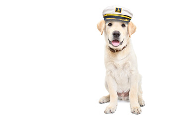Cute labrador puppy wearing a captain's cap sitting isolated on white background