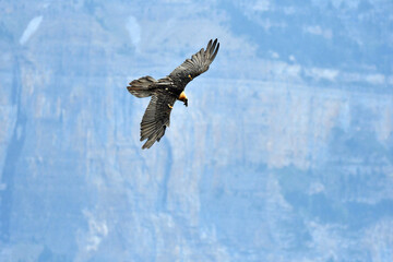 quebrantahuesos en el pirineo aragones en España
