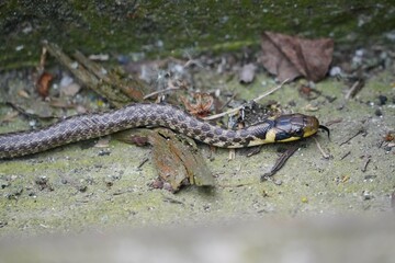 Little snake in Serbia