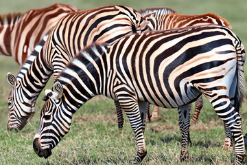Obraz premium Zebra. Zebra in natural grass habitat, Kenya National Park. Nature wildlife scene, Africa. International Zebra Day. January 31. 2024.