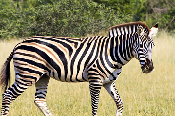 Fototapeta na wymiar Zebra. Zebra in natural grass habitat, Kenya National Park. Nature wildlife scene, Africa. International Zebra Day. January 31. 2024.