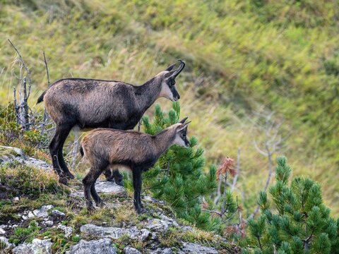 G&auml;mse mit Jungtier