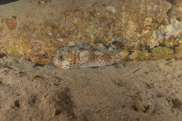 Fish swimming in the Red Sea, colorful fish, Eilat Israel
