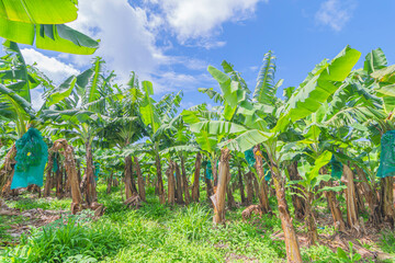 Plantation de bananiers à la Martinique, Antilles Françaises. - obrazy, fototapety, plakaty