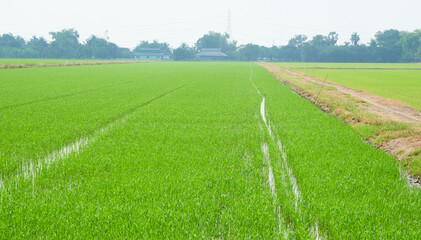 Rice fields, newly planted, pure green