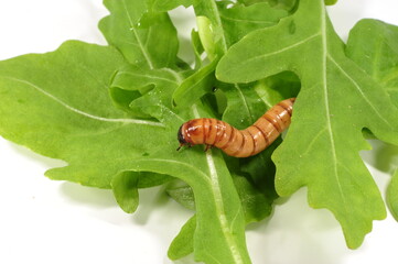 Mehlw&uuml;rmer, Zophobas 