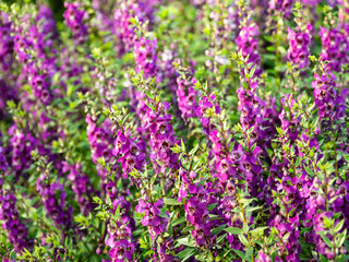 Field of purple flowers exposed to sunlight It is extremely beautiful
