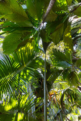 The plants, palms, coco de mer, jackfruit trees and lush vegetation in the green shade of Vallee de...