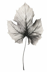 AI-Enhanced Monochrome Leaf Portraits: A Tranquil Symphony of Nature's Elegance in Captivating Black and White Compositions, Inviting You to Discover the Beauty of Serene Foliage in Every Whispered De