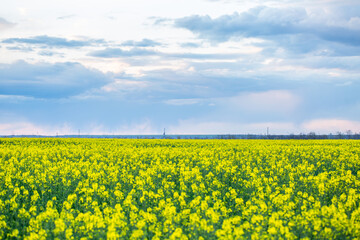 Yellow rapeseed field on a summer day, landscape with yellow rapeseed