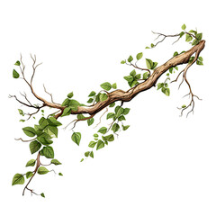 Tree branch with creeping plant isolated
