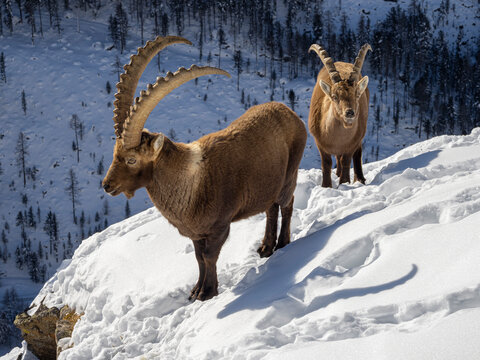 Steinb&ouml;cke im Winter