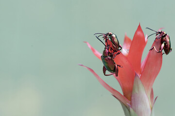 A group of frog leg beetles are foraging on pineapple flowers that grow wild. These beautiful...