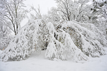 AUT, Linz, Schnee, Stadt, Schneefall, Schneechaos, Neuschnee, Winter, Weihnachten, Baum, Strauch,...