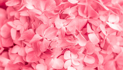 Pink flowers close up. Bouquet of red flowers. City flower beds, a beautiful and well-groomed...