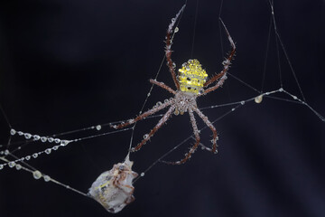 The cannibalistic behavior of a Hawaiian garden spider that preys on another Hawaiian garden spider. This yellow spider has the scientific name Argiope appensa.