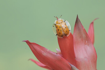 A tortoise beetle is eating pineapple flower. This insect has the scientific name Aspidimorpha...