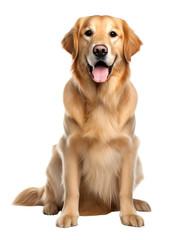 Portrait of a golden retriever dog facing the camera with open mouth, isolated on white or transparent background