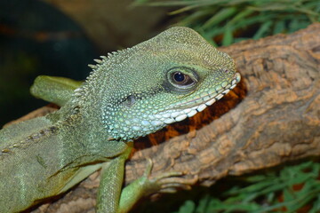 Grüne Wasseragame