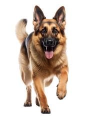 German shepherd dog walking with an open mouth and facing the camera, isolated on white or transparent background