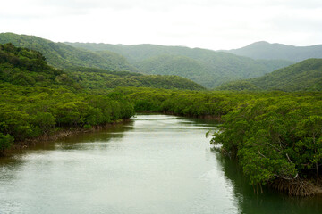 Obraz premium river in the forest in okinawa, japan