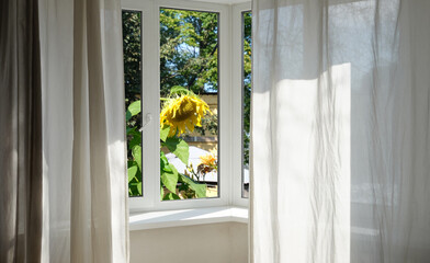 View from the window, yellow sunflowers on a green lawn.