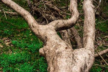 Vitex doniana, Verbanaceae - tropical Africa: as seen after a falling in a Botanical Garden at the University of Ibadan