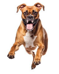 Boxer dog running with open mouth, isolated on white or transparent background