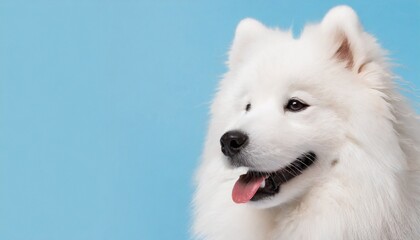 Cute Samoyed dog on color background