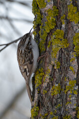 eurasian treecreeper in the park