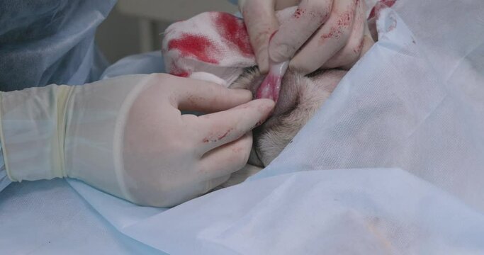 A veterinary surgeon removes uterine fibroids from a dog. A surgeon in a veterinary clinic operates on a dog with a tumor. A team of veterinarians perform surgery on a dog with fibroids.