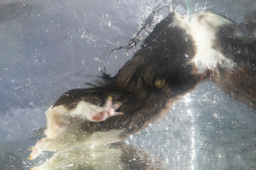 Froschperspektive meerschweinchen schwimmen wasser