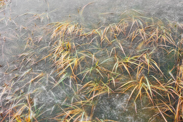 Withered grass frozen in snow and ice, cold winter
