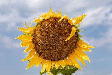 Yellow ripe beautiful sunflower flower on blue sky background, image isolated, close up view