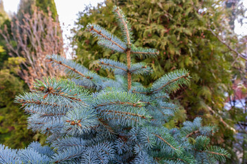 Glauca Globosa, dwarf silver spruce just after winter