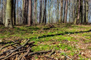 A forest that comes to life after winter, a sunny day in early spring