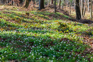 Wood anemone, one of the first harbingers of spring, Anemone nemorosa