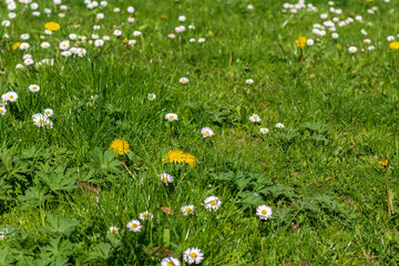 Spring lawn full of blooming daisies and dandelions, fresh, green grass