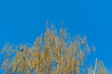 The crown of a blooming birch against the background of a blue, cloudless sky