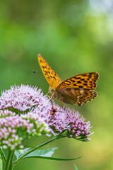 Close-up of a butterfly feeding on flower nectar