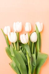Top view of beautiful white tulips on background